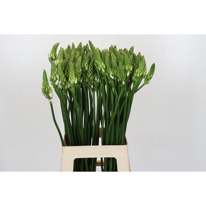 Ornithogalum Mount Fuji