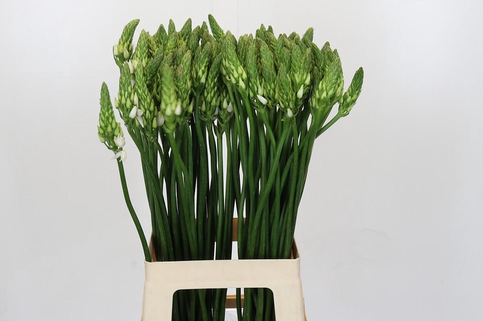 <h4>Ornithogalum Mount Fuji</h4>