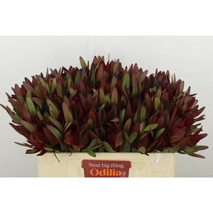 Leucadendron Safari Sunset