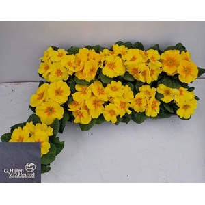 PRIM AC SAL GOLD YEL