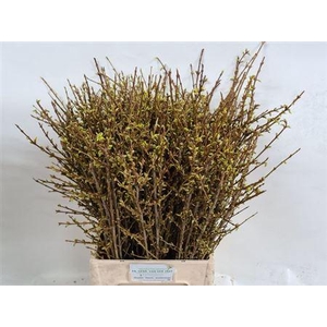 Forsy I Spectabilis 70cm