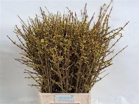 <h4>Forsy I Spectabilis 70cm</h4>