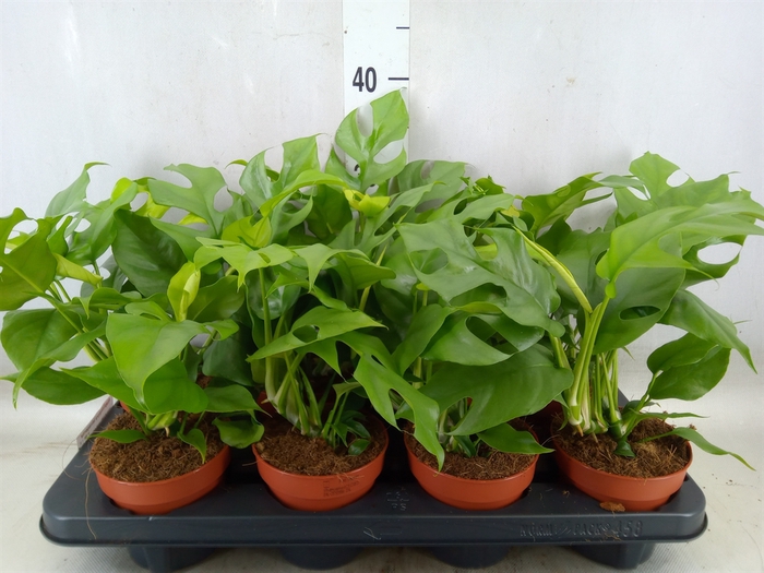 <h4>Rhaphidophora tetrasperma</h4>