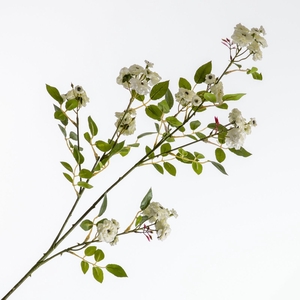 Rosa Mini Spray Cream FL440294CRM