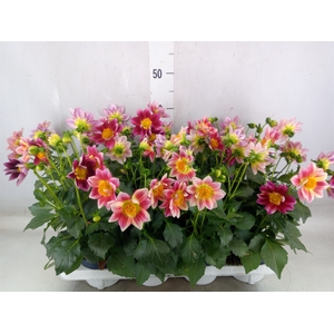 Dahlia  'Summerbees Red Bicolor'