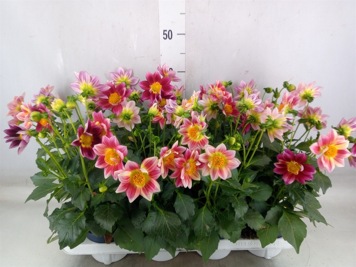 <h4>Dahlia  'Summerbees Red Bicolor'</h4>