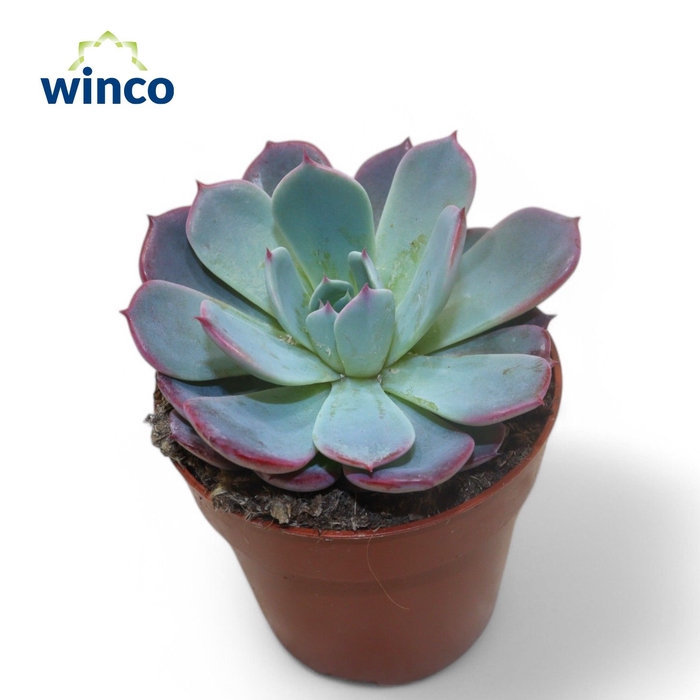 <h4>Echeveria Colorata</h4>