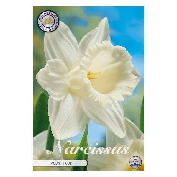 <h4>Narcissus Trumpet Mount Hood x5 14/16</h4>