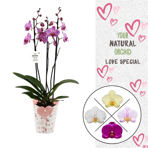 <h4>Phal. 3 spike Mix in Potcover Hart</h4>