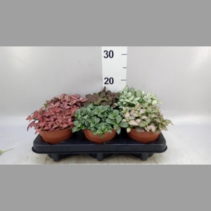 Fittonia   ...mix