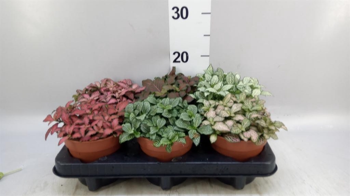 <h4>Fittonia   ...mix</h4>