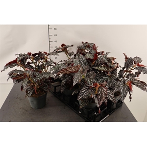 Bladbegonia 14 Cm. P. Dark Spotl Maculata
