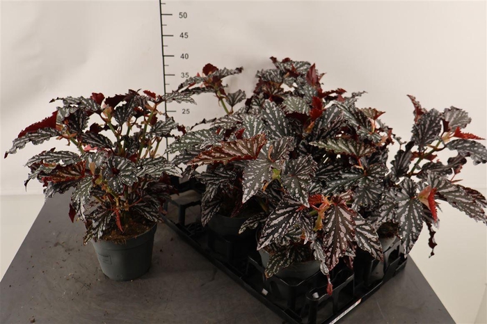 <h4>Bladbegonia 14 Cm. P. Dark Spotl Maculata</h4>