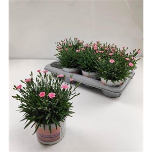 DIAN DI PEACH PARTY stock