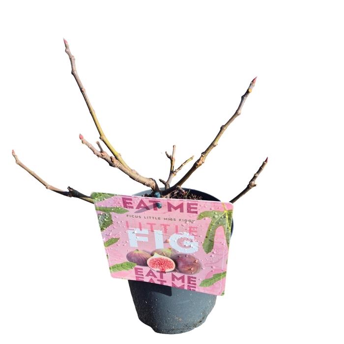 <h4>Ficus 'Little Miss Figgy' C3</h4>