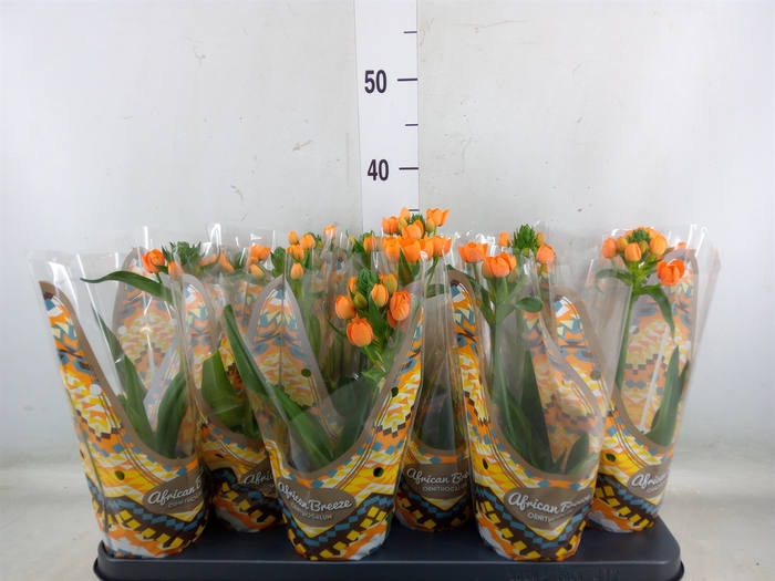 <h4>Ornithogalum dubium</h4>