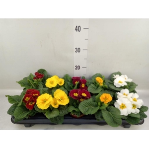 Primula ac.   ...mix
