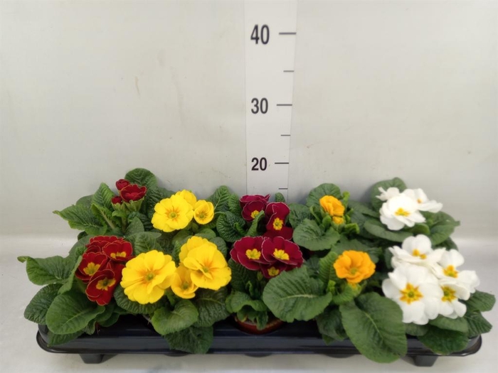 <h4>Primula ac.   ...mix</h4>