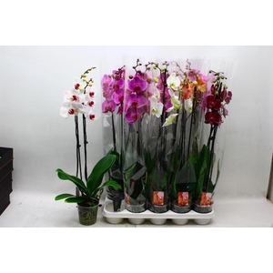 PHAL GEM