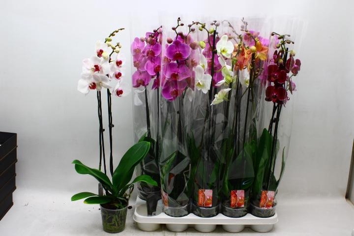<h4>PHAL GEM</h4>