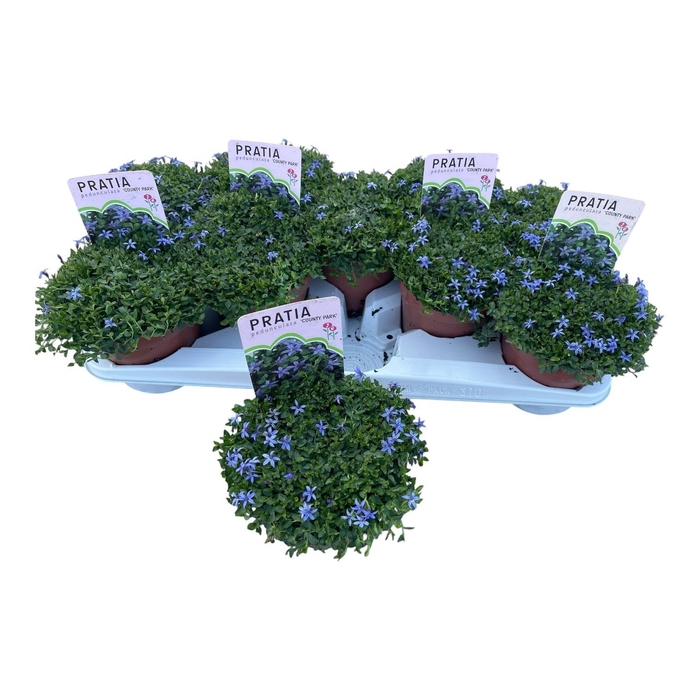 <h4>PRAT ANGULATA</h4>