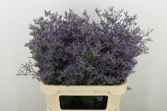 <h4>Lim Ov Skylight</h4>