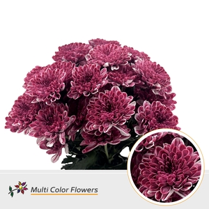 Chrys sp paint altaj bordeaux
