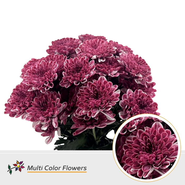 <h4>Chrys sp paint altaj bordeaux</h4>
