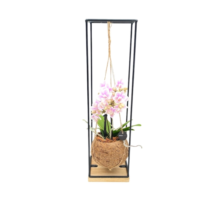 <h4>ARR ORCHIDEE</h4>