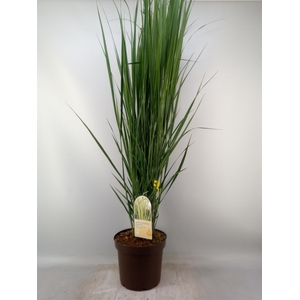 Panicum virgatum