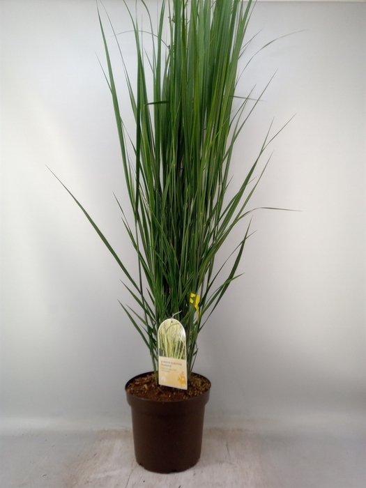 <h4>Panicum virgatum</h4>