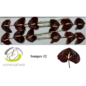 Anthurium Andreanum Grp Sempre