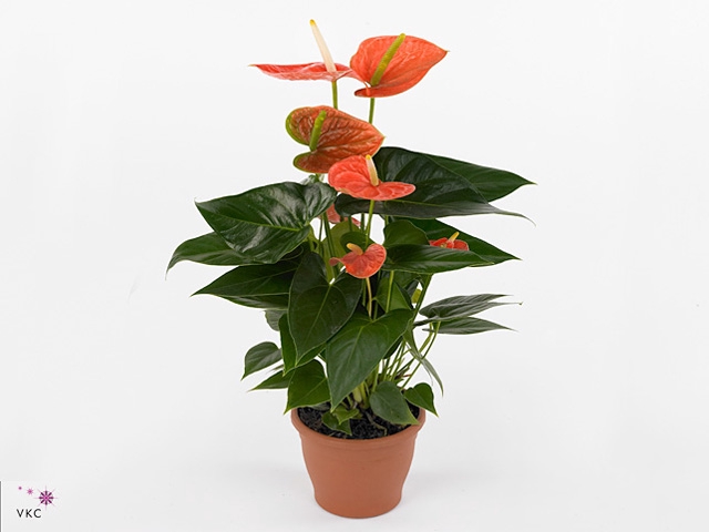 Anthurium andr. 'Prince of Orange'