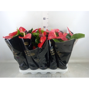 Anthurium andr. 'Querida'