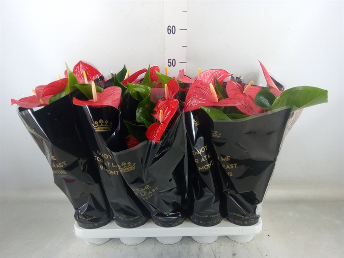 <h4>Anthurium andr. 'Querida'</h4>
