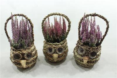 <h4>8790 CALLUNA UIL MANDJE</h4>