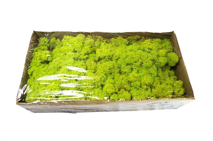 <h4>IJslandsmos gepreserveerd springgro</h4>