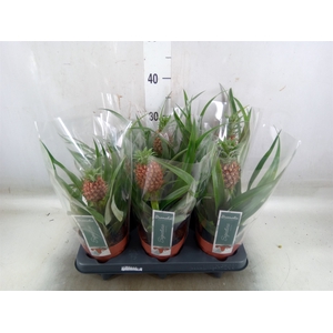 Ananas  'Rosita'