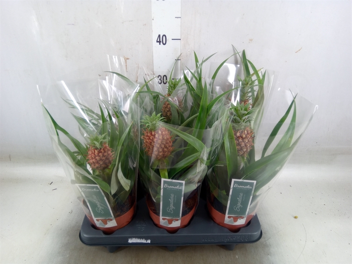 <h4>Ananas  'Rosita'</h4>