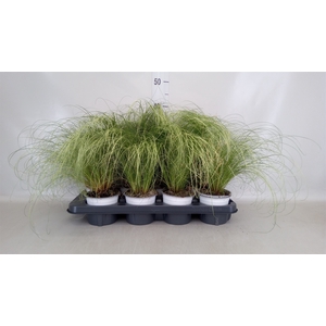 Carex comans 'Frosted Curls'