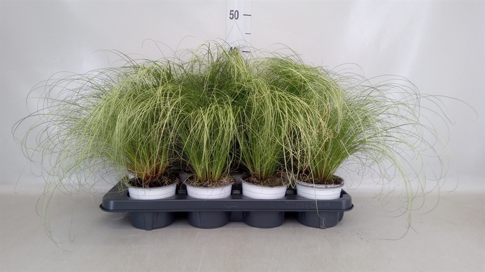<h4>Carex comans 'Frosted Curls'</h4>