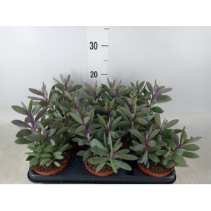 Senecio crassissimus