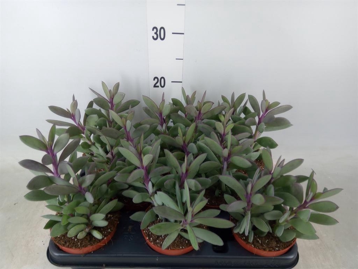 <h4>Senecio crassissimus</h4>