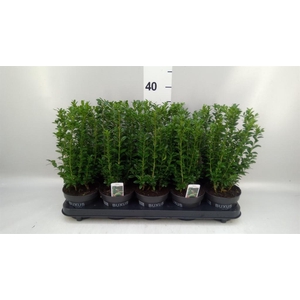 Buxus semp.   ...