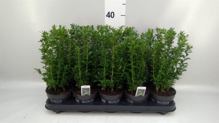 Buxus semp.   ...