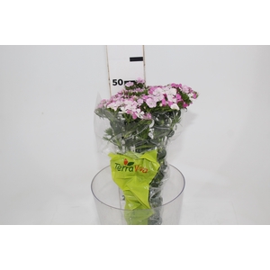 DIANTHUS AMAZON ROSE MAGIC 050 CM ROSA
