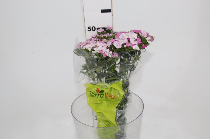 <h4>DIANTHUS AMAZON ROSE MAGIC 050 CM ROSA</h4>