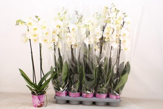 <h4>PHAL OV WIT</h4>