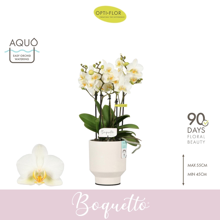 <h4>Boquetto Beauty 3-5 spike in Emilia White Aquo</h4>