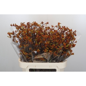 Anigozanthos Bush Sunset